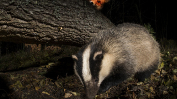 Just Like People. The Fox And The Badger Fought Because Of The Hole In The Amur Region