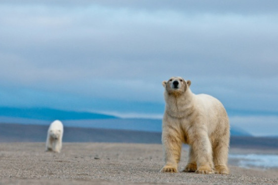 The king of the Arctic
