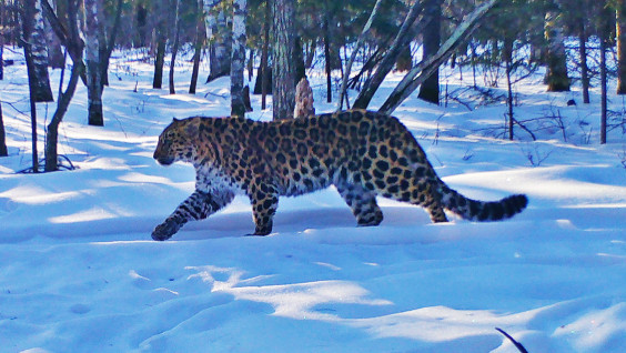 Вокруг "Земли леопарда" создана "зона покоя" от вырубок леса