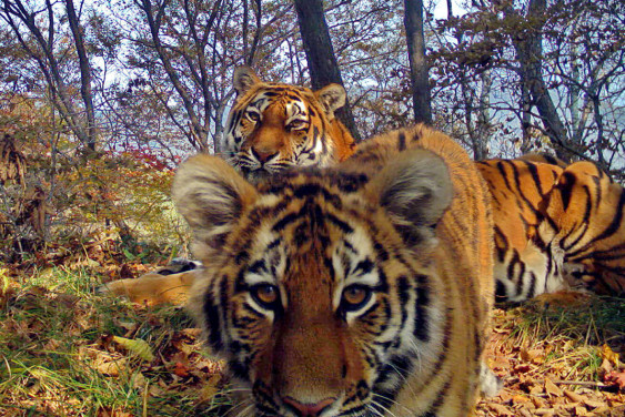 Dr. Satya Prakash Yadav: "To Serve Wildlife to Correct Historical Injustice"
