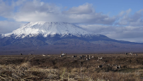 Пережившие извержение вулкана: люди должны помочь оленям Камчатки