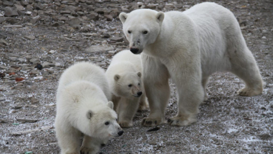 How Umka Found His Family: Real Story of a White Bear