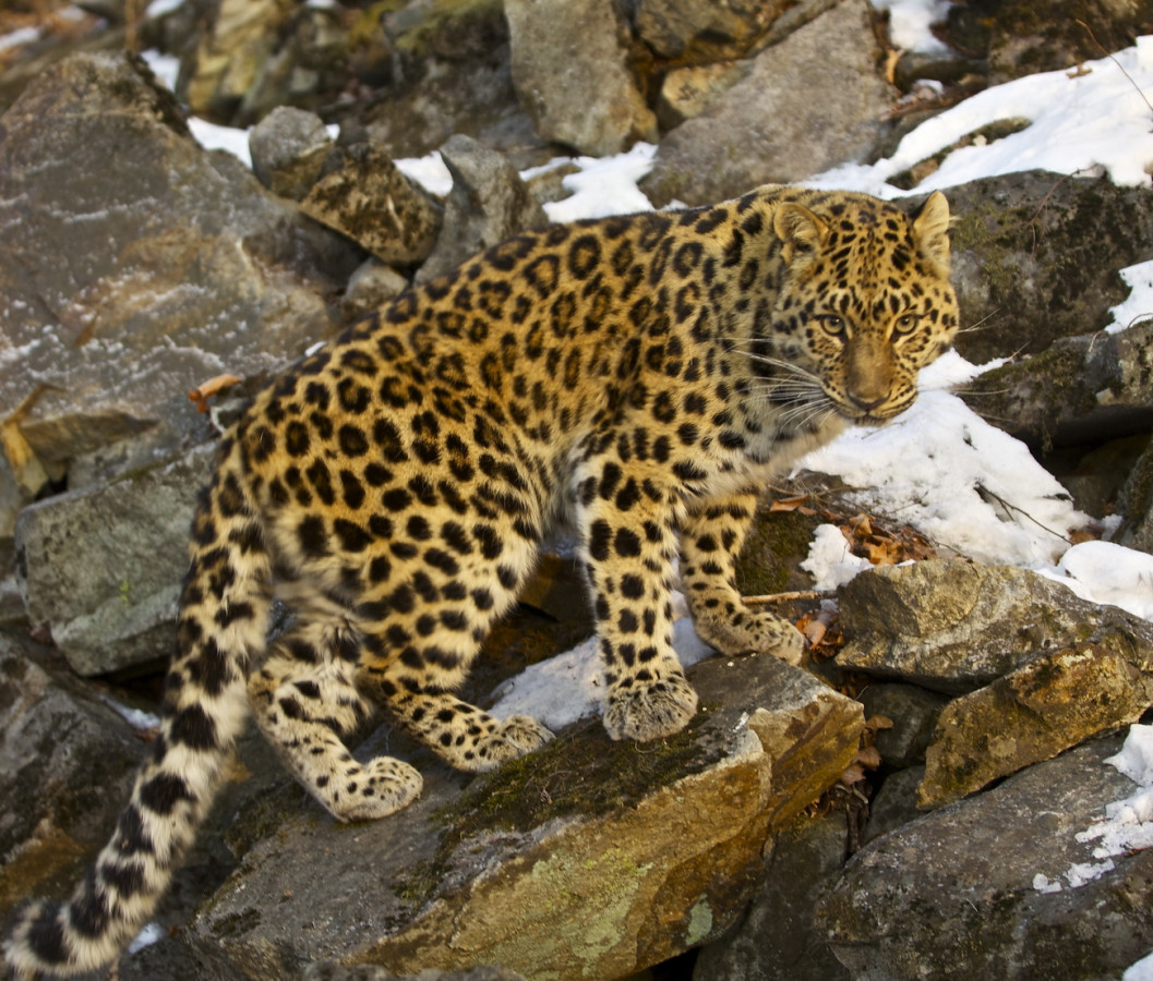 Дальневосточный леопард. Фото: Чой Кисун/ ФГБУ 