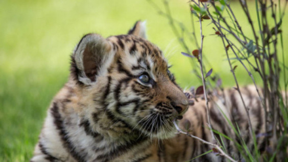 Two Tiger Cubs Examined in Wildlife Rehabilitation Center