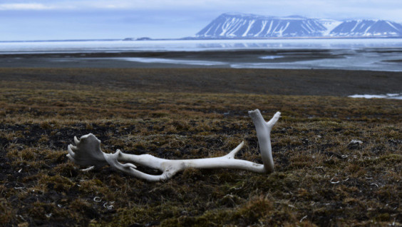 Russian Schoolchildren Discovered A New Island In The Arctic