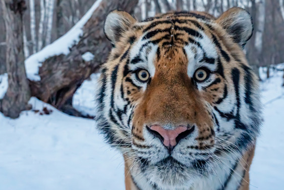 Съемка на фотоловушку: как посмотреть в глаза хищнику и остаться в живых