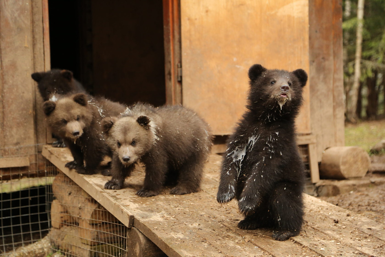 Фото предоставлено Центром спасения медвежат