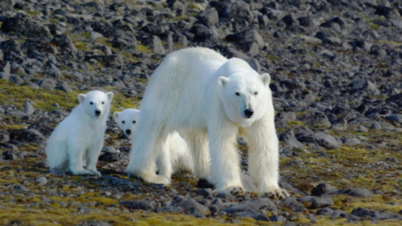 Polar bear census