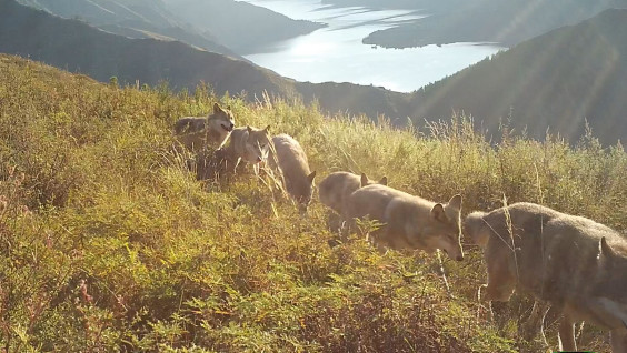 Стая волков попала на видео в Саяно-Шушенском заповеднике