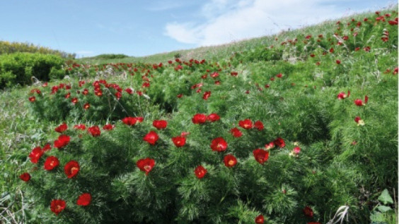 International Steppe Forum Started in Orenburg