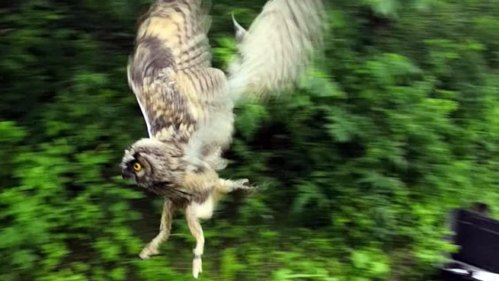 Ушастую сову, похищенную туристами в Приморье, вернули в дикую природу