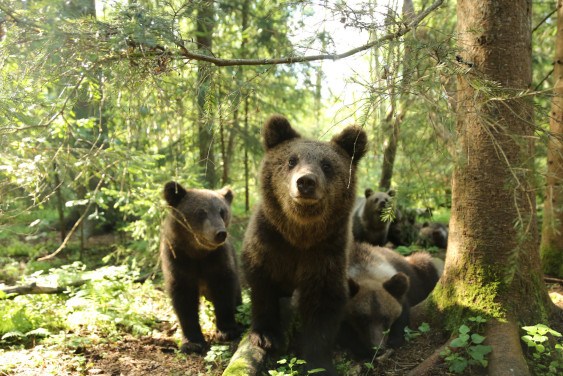 Мишуткины ясли: как готовят к самостоятельной жизни осиротевших медвежат