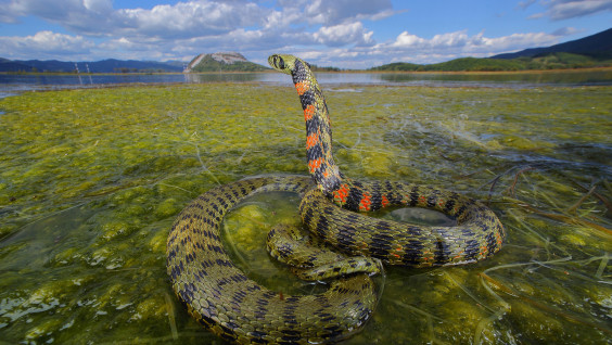 "Сама нагло никогда не нападает": 16 июля — Международный день змеи