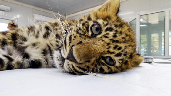 Спасённый в Приморье котёнок леопарда прошел вакцинацию