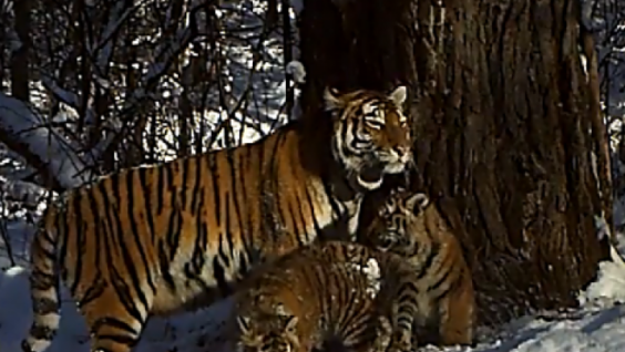 Striped family of «Bastak»