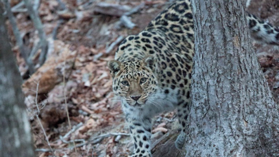 New details on the Amur Leopard population
