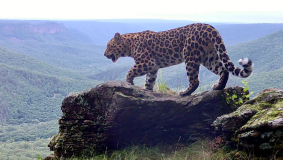 Russia And China Created World's First Cross-Border Reserve For Leopard And Tiger