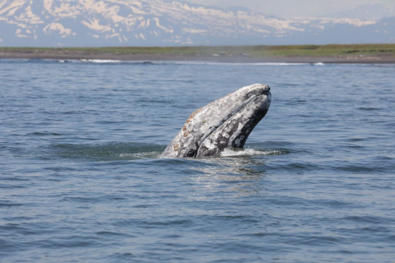 Ученые получат новые данные о жизни серых китов в Тихом океане