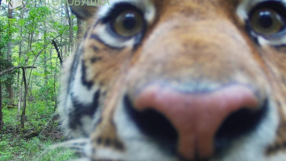 Манулы против тигров: стартовало голосование за лучшие кадры, снятые фотоловушками в России