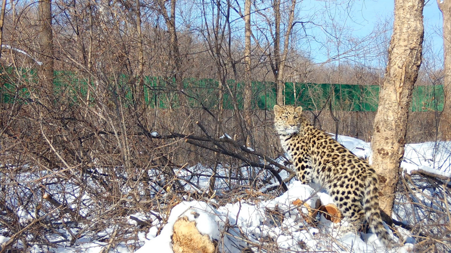 Leo 260M в своём вольере. Фото: национальный парк 