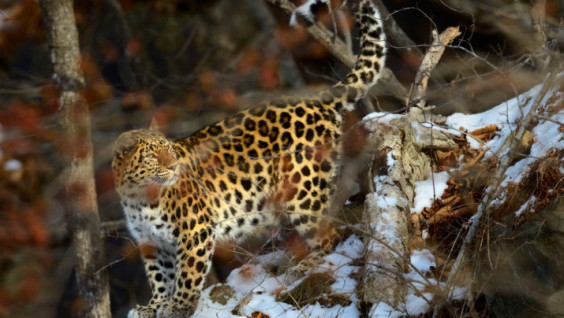 Celebration in honor of the rarest cat in Primorye