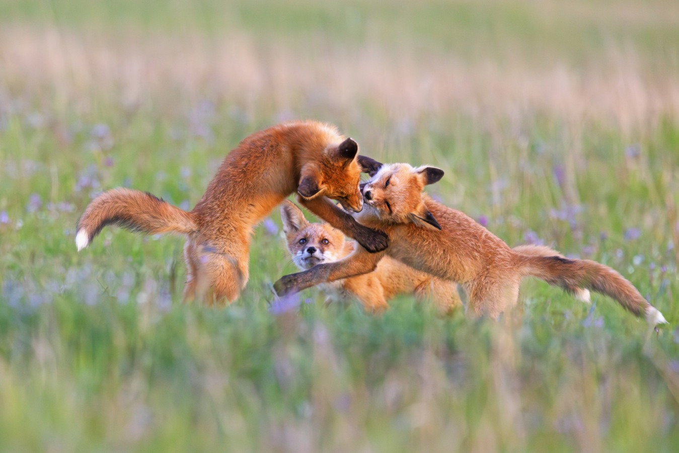 Who is stronger and more cunning? Photo: Mikhail Vershinin, participant of the RGS’s contest 