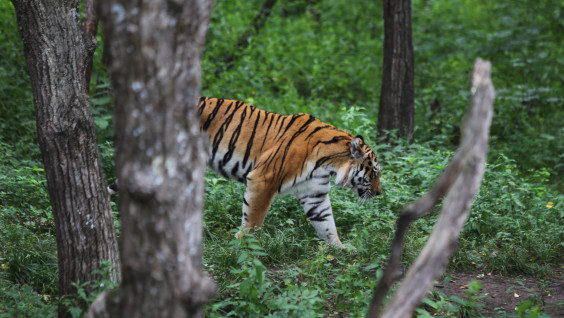 В Приморье в дикую природу выпустили амурского тигра с тремя клыками