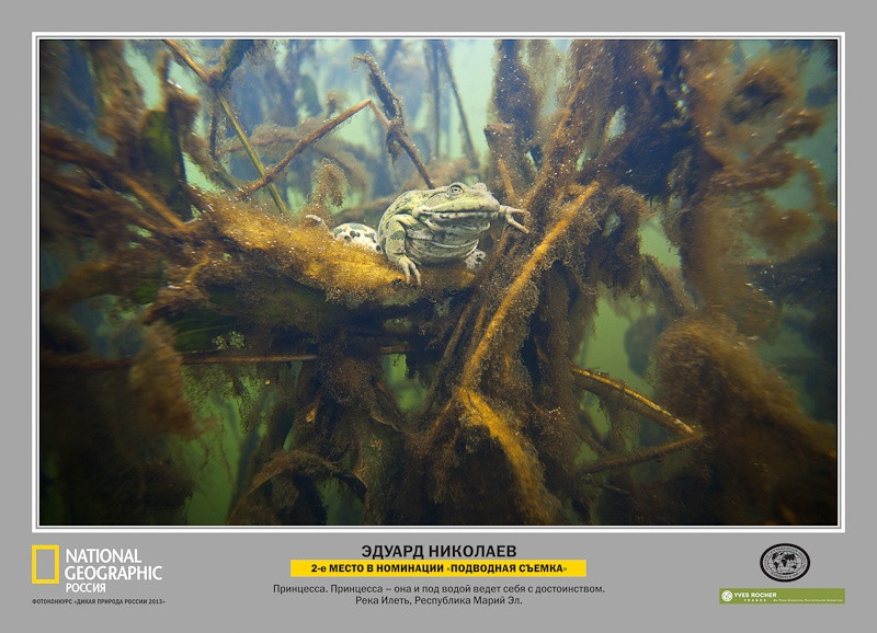 Лауреаты фотоконкурса «Дикая природа России – 2013»