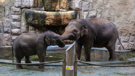 Экзотические путешественники: 22 сентября отмечаем Всемирный день защиты слонов