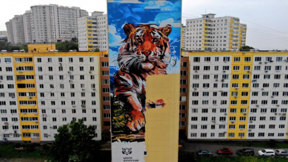 "Tiger" Graffiti to Decorate the Wall of a House in Vladivostok