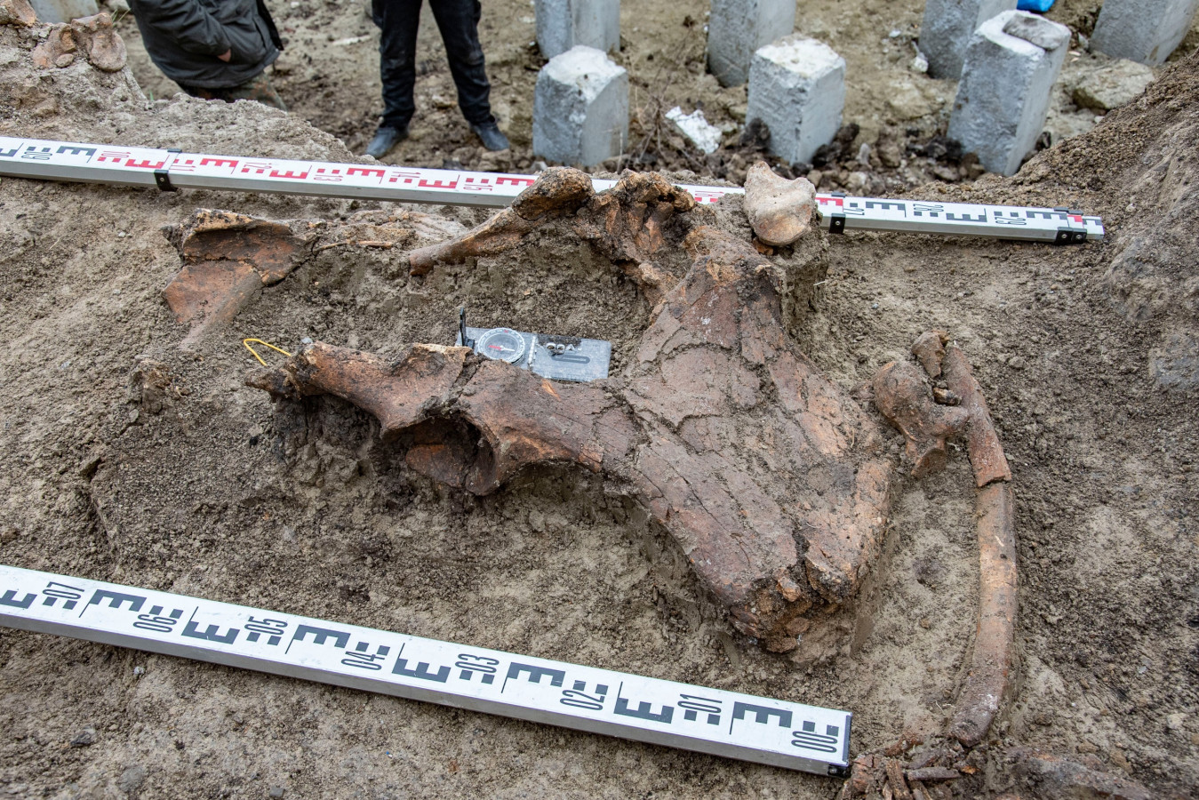 Фрагмент скелета шерстистого носорога. Фото: Пензенский областной краеведческий музей