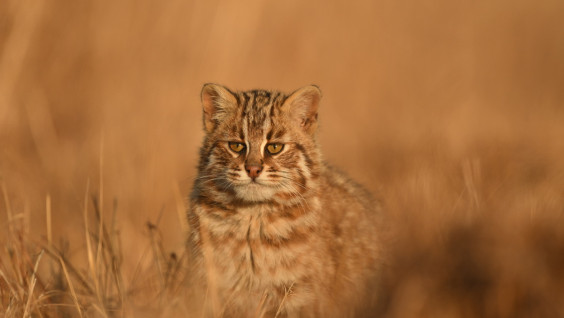 Редкие лесные коты попали в объектив фотографа на "Земле леопарда"