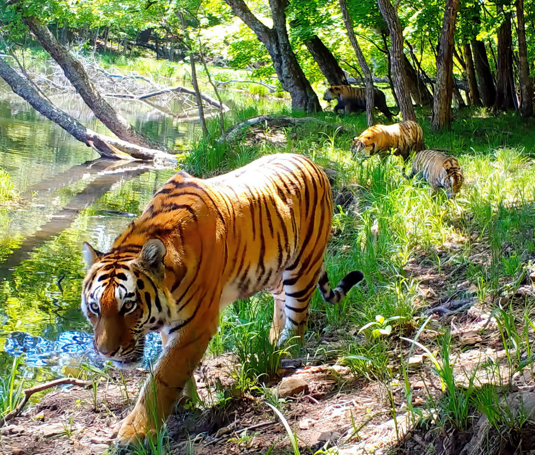 Амурские тигры. Снимок фотоловушки. Фото: национальный парк 