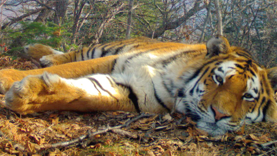 Дальневосточные леопарды  и  амурские  тигры