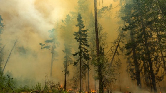Warning: Forest Fires