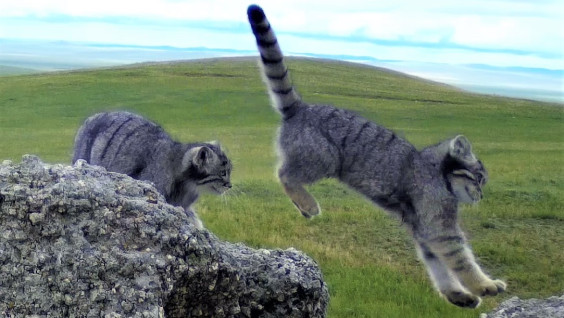 Очаровательные дикие коты: учёные наблюдают за жизнью семьи манулов в Даурском заповеднике