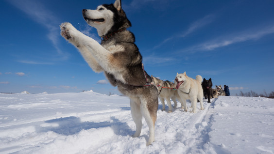 В Сибири найдены останки самой древней ездовой собаки