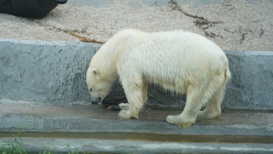 И всё-таки Томпа: спасённой при участии РГО белой медведице дали имя