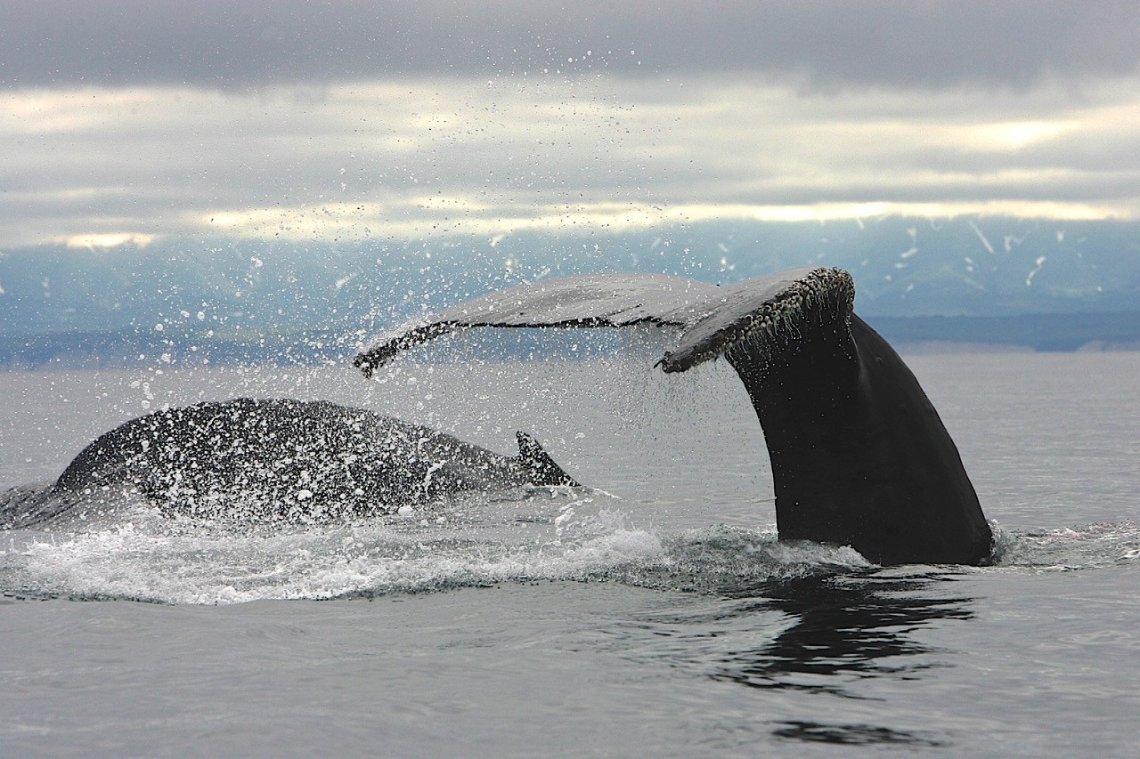 Дальневосточные киты