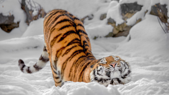 Игривая тигрица на "Земле леопарда"