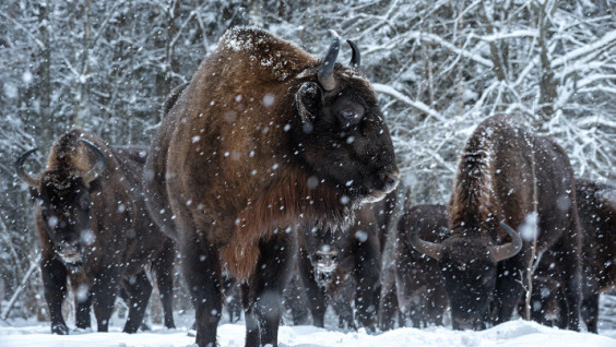 Winter Bison Population Census