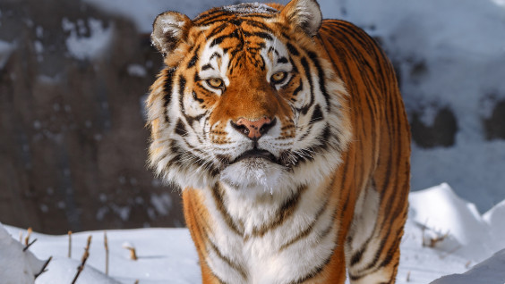 В Приморье отметят День тигра