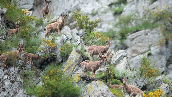 "Нас посчитали": в Саяно-Шушенском заповеднике подвели итоги учёта горных козлов