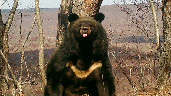 55 бурых и более 100 белогрудых медведей обитают в лесах юго-запада Приморья