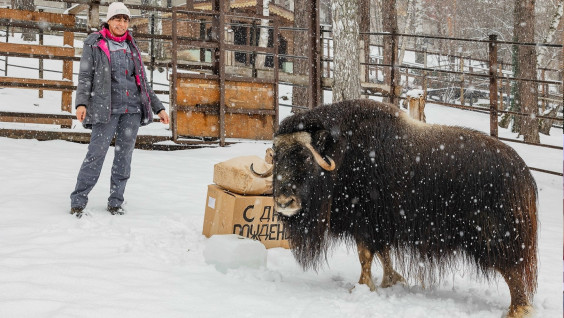 Спасенной при участии РГО самке овцебыка Алане исполнилось три года
