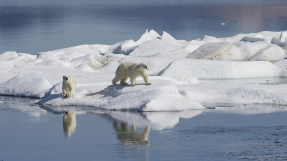 Генеральная уборка Арктики продолжится на острове Врангеля