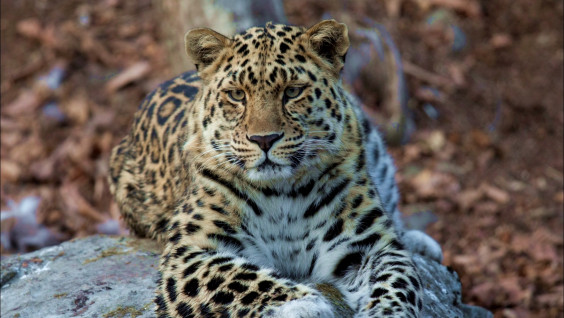 Южная Корея рассчитывает на возвращение леопарда на полуостров