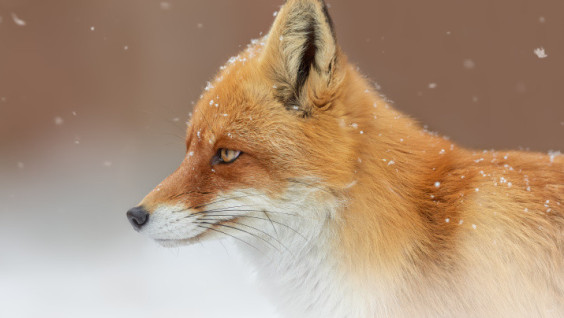 The Winter Accountings Results Of The Number Of Animals Were Summed Up In The Zhigulevsky Reserve