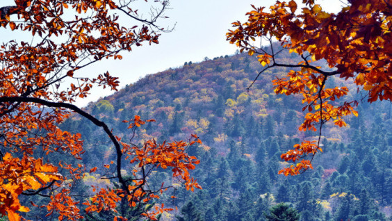 Scientists Count the Plants in Land of the Leopard National Park for the First Time