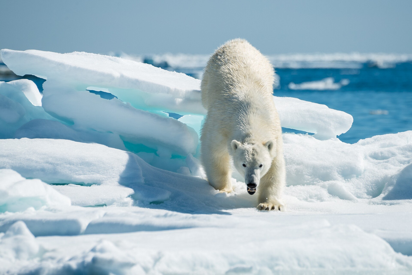 Белый медведь. Фото: Григорий Цидулко, участник конкурса РГО 